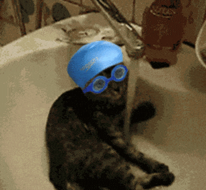 Cat with swim cap and goggles in sink