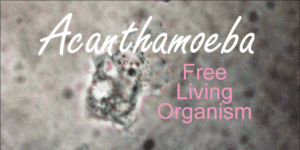 Acanthamoeba Free Living Organism